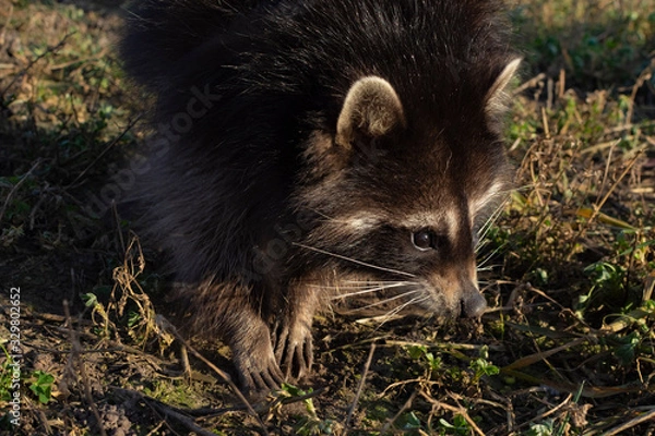 Fototapeta Raccoon face close up. Raccoon looks around.