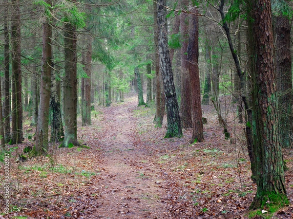 Fototapeta panorama of an old spruce forest with moss on the ground