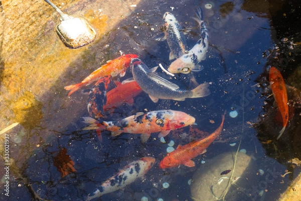 Fototapeta Ornamental fish. Japanese spotted red and white carp swimming in the Park pond with the reflection of trees and sun rays in the water