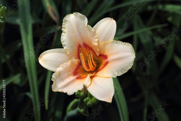 Fototapeta Cream color daylily orange-yellow middle