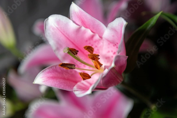 Fototapeta bouquet of lilies