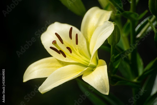 Fototapeta white lilies on black background