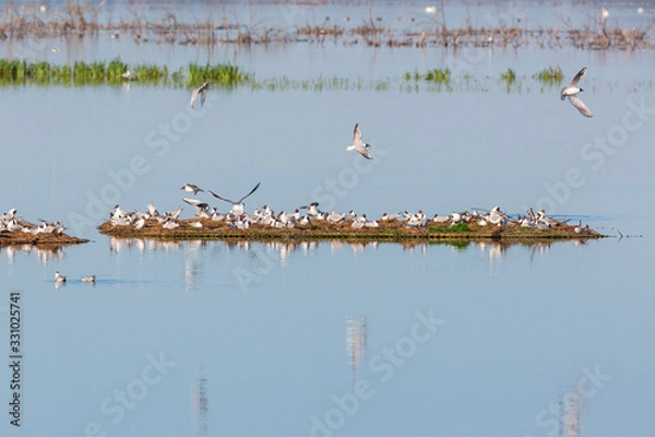 Fototapeta Black-headed Gull colony