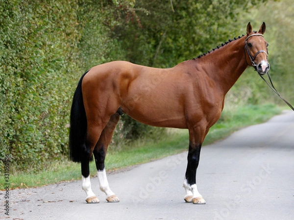 Fototapeta Stunning Bay Stallion