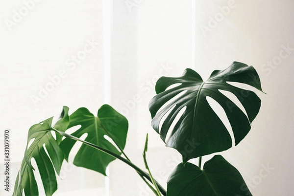 Fototapeta Monstera Deliciosa