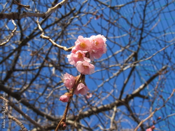 Fototapeta Beautiful flowering Japanese cherry - Sakura. Background with flowers on a spring day.