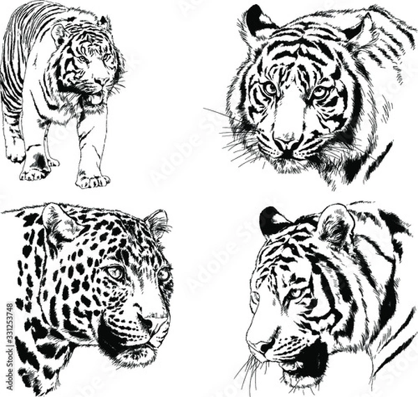 Fototapeta vector drawings sketches different predator , tigers, lions ,cheetahs and leopards are drawn in ink by hand , objects with no background