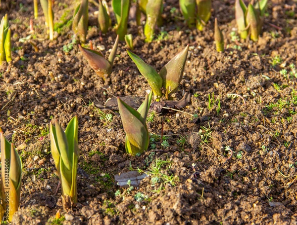 Fototapeta Young green shoots tulips in brown garden soil. Primroses in the garden. Spring flowers