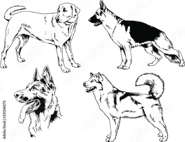 Fototapeta vector drawings sketches pedigree dogs in the racks drawn in ink by hand , objects with no background