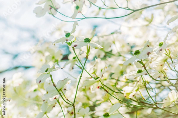 Fototapeta Flowering dogwood - Cornus florida, springtime