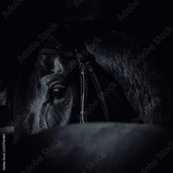 Fototapeta black horse   equine