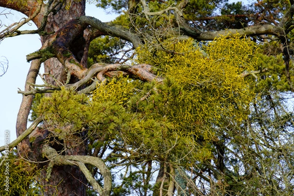 Fototapeta Mistelzweige in einem Nadelbaum / Kiefer