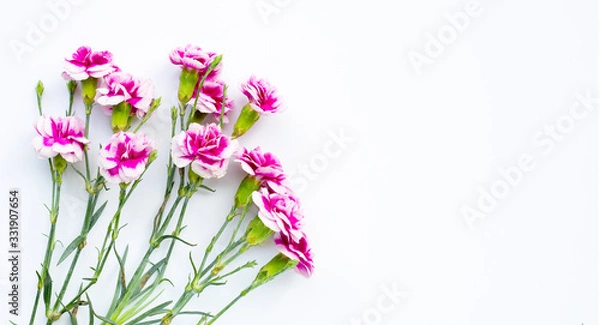 Fototapeta Carnation flower on white background.