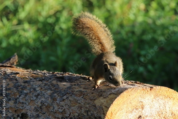 Fototapeta Squirrel at the Yellowstone National Park