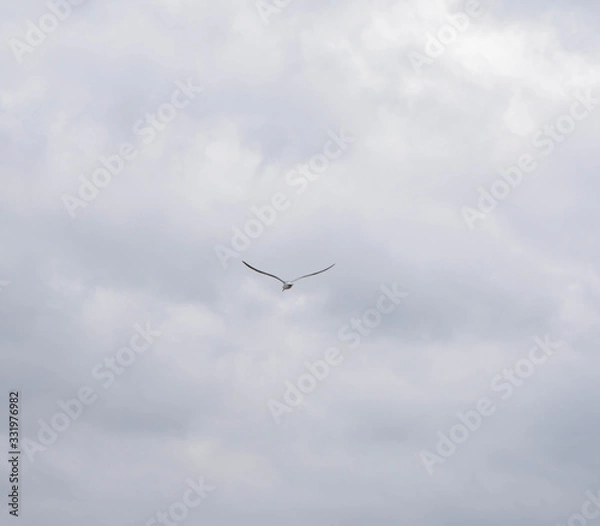 Fototapeta Bird soaring on a windy day