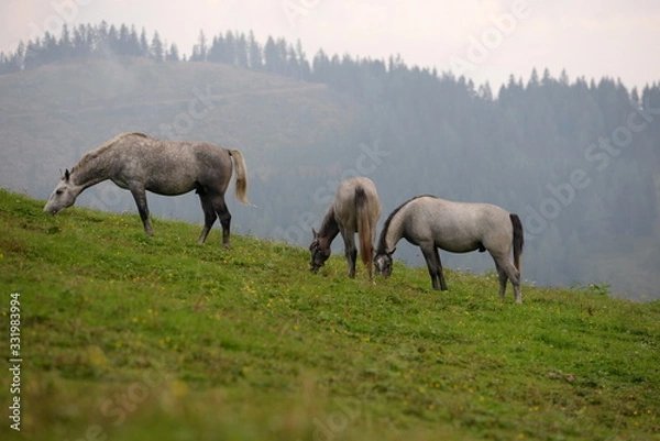 Fototapeta Sommer auf der Almweide. Lipizzaner Junghengste auf der Almweide