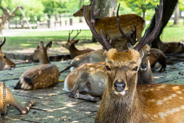 Fototapeta A male deer gazing into the the camera at Nara Park, Japan. Sika deer are the symbol of Nara and designated as a national treasure