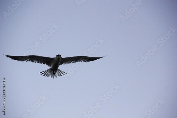 Fototapeta bird flying in the sky 