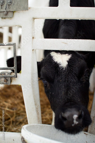 Fototapeta Calves on a livestock farm. Young calves are quarantined in separate plastic cages.