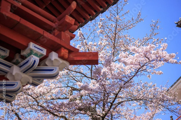 Fototapeta 雨引観音の桜