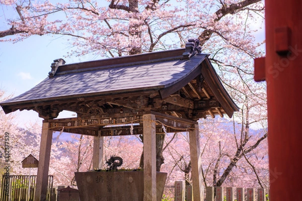 Fototapeta 雨引観音の桜