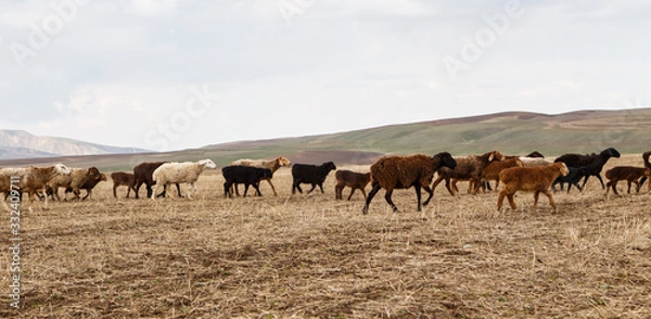 Fototapeta A flock of sheep grazes in nature. Countryside, farming. Natural rustic background