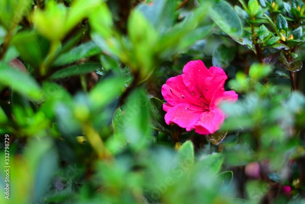 Fototapeta pink azaleas 