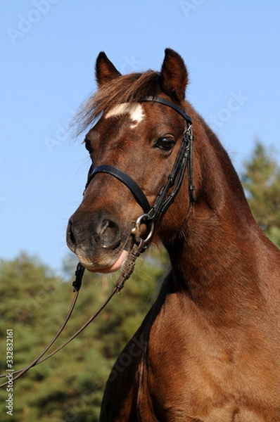 Fototapeta Welsh Pony