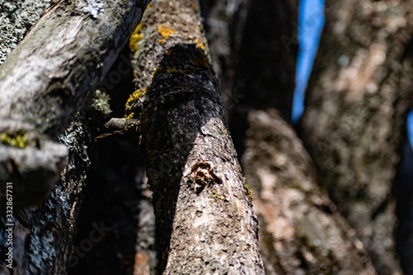 Fototapeta Vertical logs with bark, sawn tree trunks stand close to each other. Creating a wall from natural and natural timber