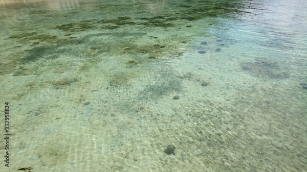 Fototapeta 水中の小魚の群れ