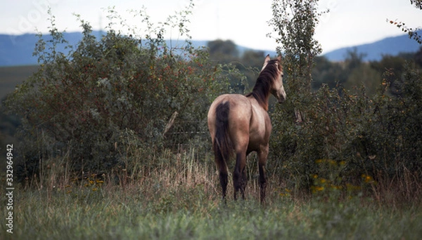 Fototapeta Beautiful and graceful quarter horse buck skin coloured portrait