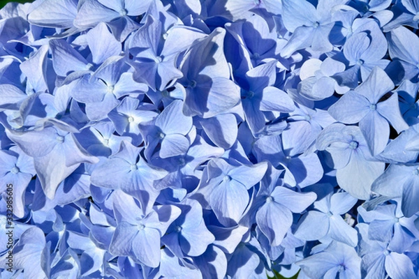 Fototapeta Background with blue hydrangea flowers