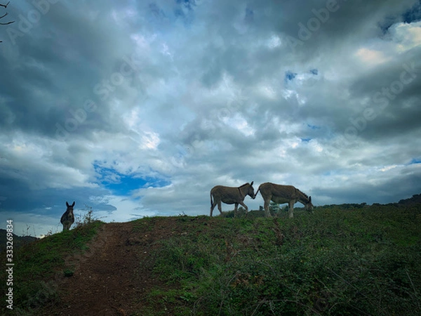 Fototapeta Group of donkeys on top of a hill.