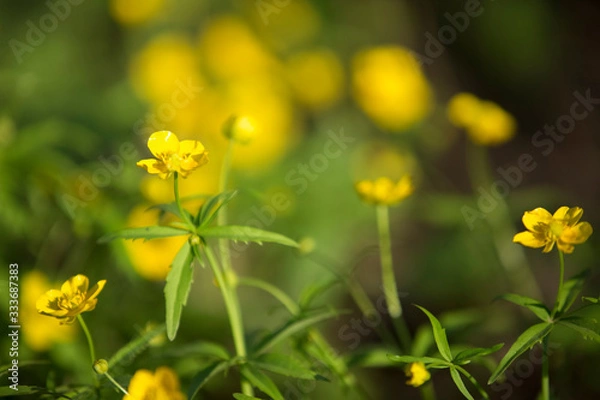 Fototapeta First flowers in springtime: Eranthis hyemalis. Eranthis hyemalis is a plant found in Europe, which belongs to the family Ranunculaceae. Motion blur image.