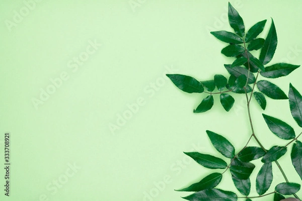 Fototapeta Green leaves on green background. Flat lay, top view, space.