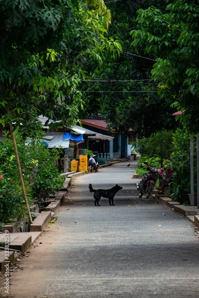 Fototapeta Dog in Old Town Luang prabang laos asia