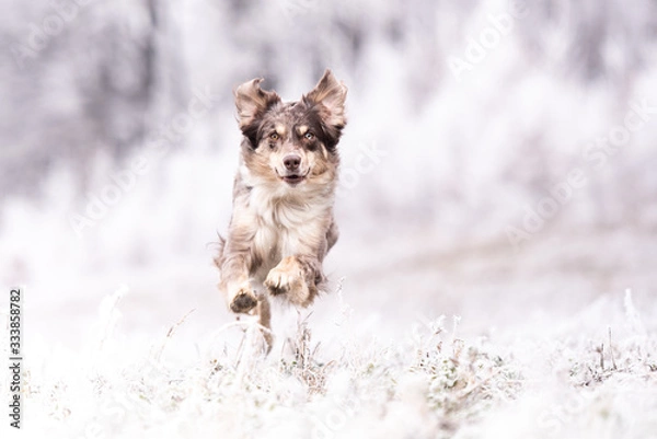 Fototapeta Australian Shepherds im Eis und Schnee