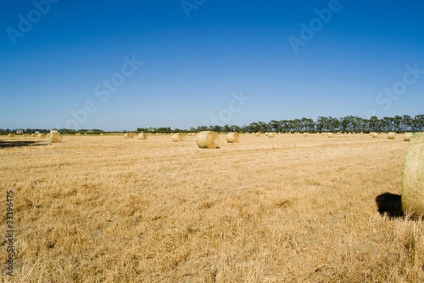 Fototapeta Campo di fieno