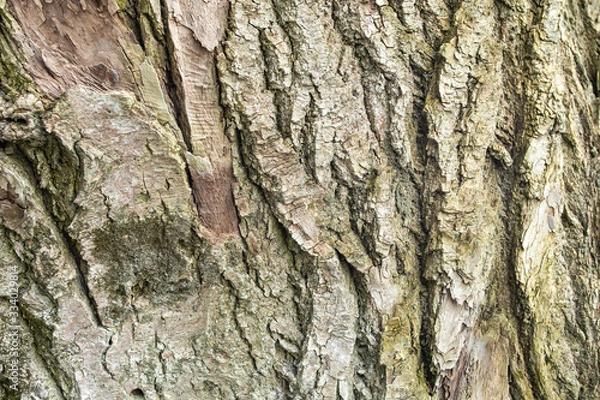 Obraz Volumetric textured bark of an old tree