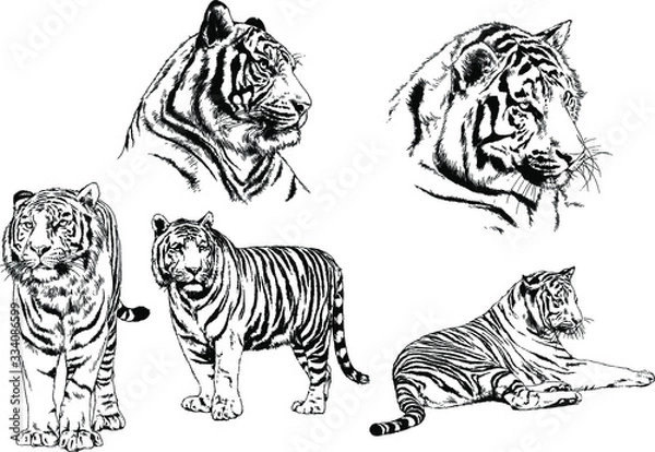 Obraz set of vector drawings on the theme of predators tigers are drawn by hand with ink tattoo logos