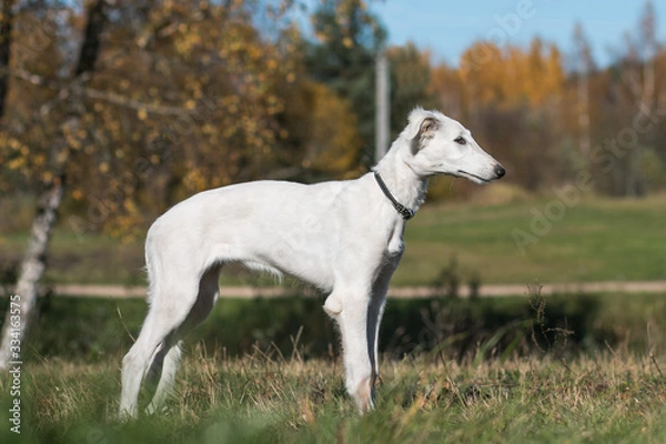 Fototapeta Borzoi dog puppy posing outside in beautiful autumn. Russian wolfhound white.	