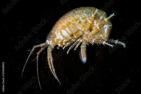 Obraz Scud, amphipod swimming in the St. Lawrence River