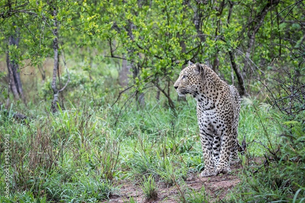 Fototapeta Handsome mature male leopard