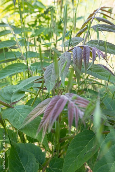 Fototapeta Tree of heaven grows in the forest