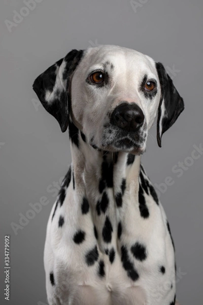 Fototapeta Dalmatien