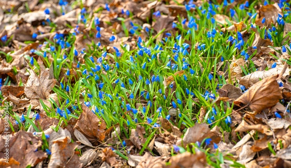 Fototapeta Scilla spring flowers grow through dry leaves