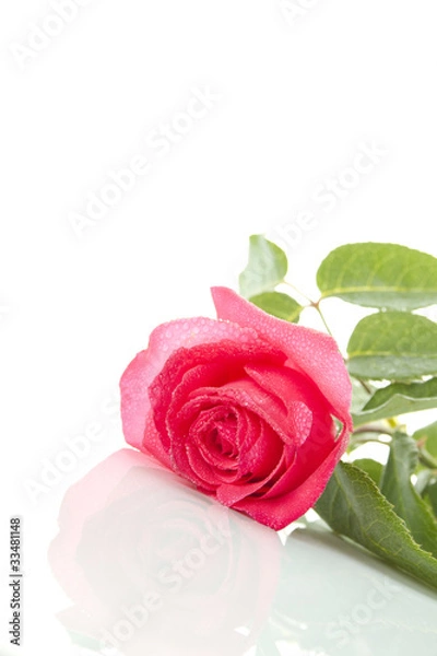 Fototapeta Single Red Rose