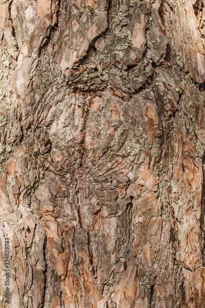 Fototapeta The bark of old pine tree texture, background