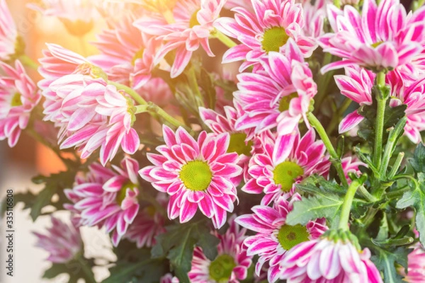 Fototapeta Pink and White Chrysanthemums or White Mums flowers background. Colorful Pink color and White color chrysanthemum pattern in flowers