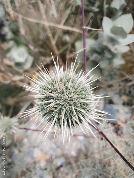 Fototapeta close up of a thistle